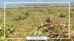 آغاز برداشت لوبیا از سطحی بالغ بر ۱۴ هزار هکتار از مزارع استان زنجان